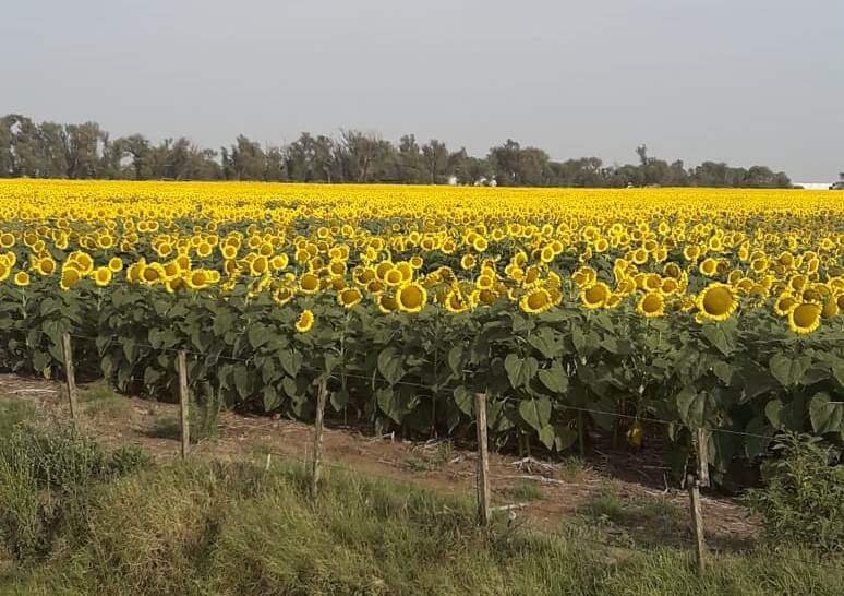 campo de girasoles argentina
